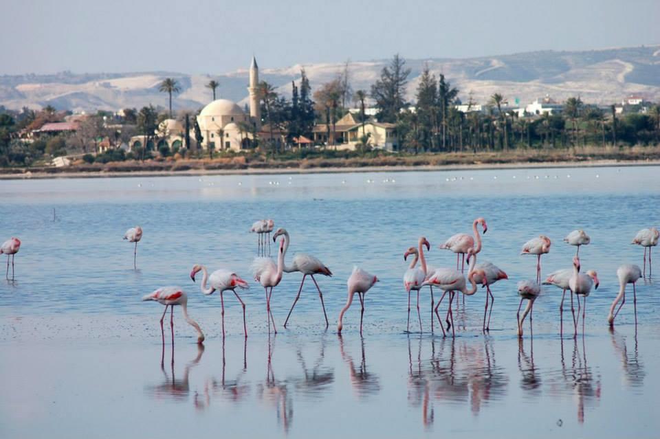 The White House Villa Larnaca Exteriör bild
